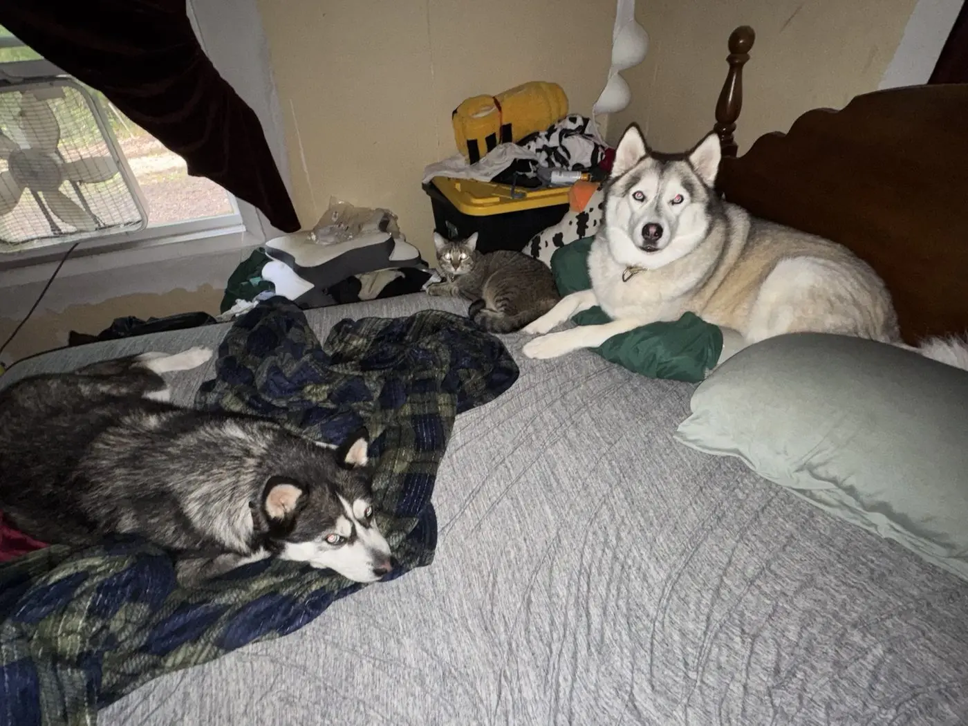 Panda, Winter, and Daisy relaxing together
