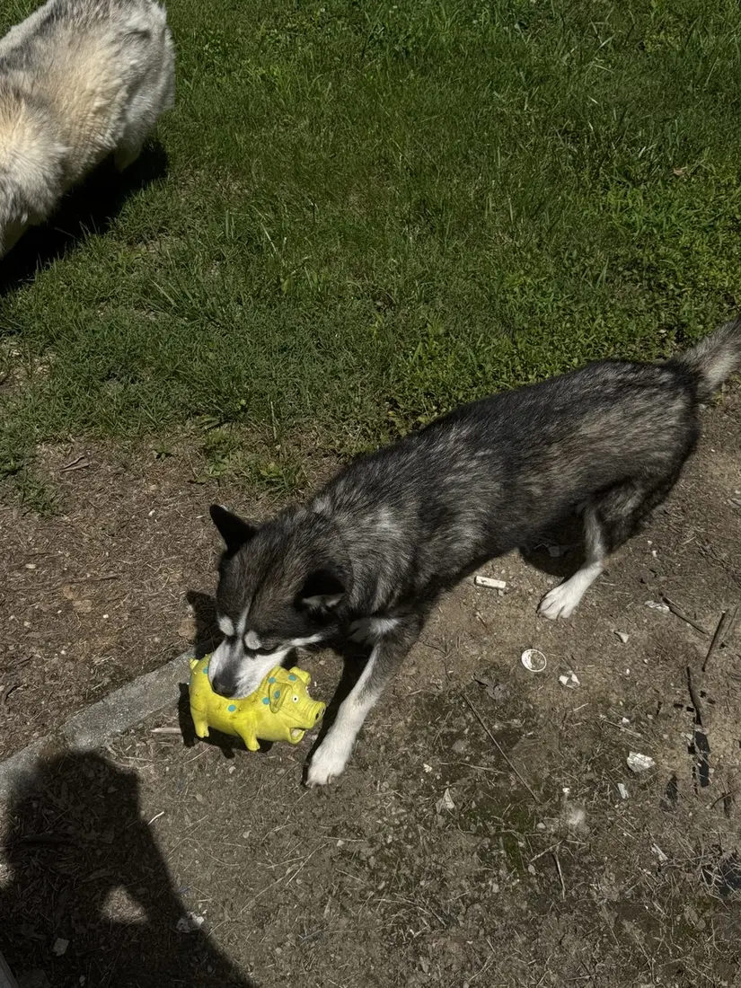 Panda playing outside with a yellow toy